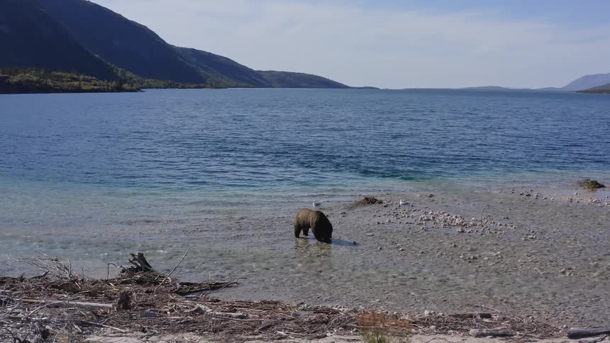 An aerial view slowly pulls back from a wild grizzly bear foraging for food along the shallow, rocky shoreline of a vast, clear blue mountain lake