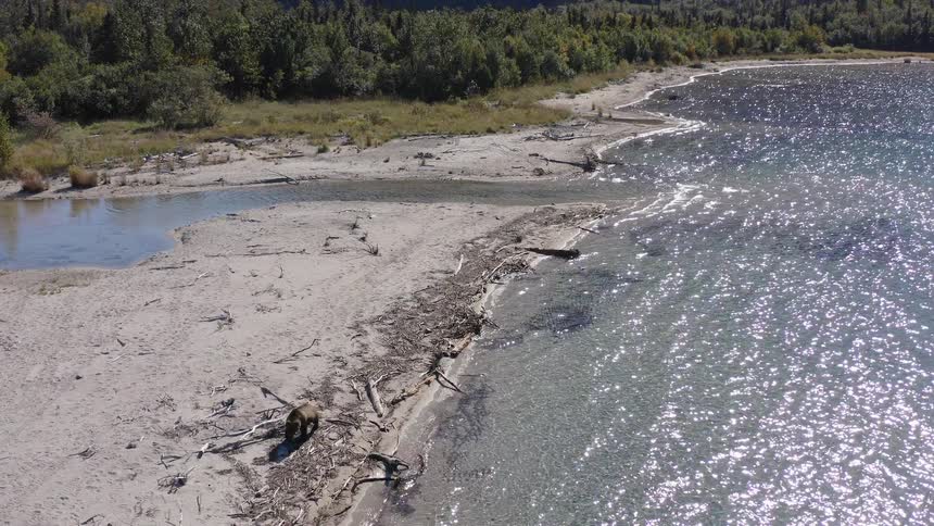 An aerial view shows a grizzly bear walking along the sandy shoreline of a sparkling lake next to a dense forest