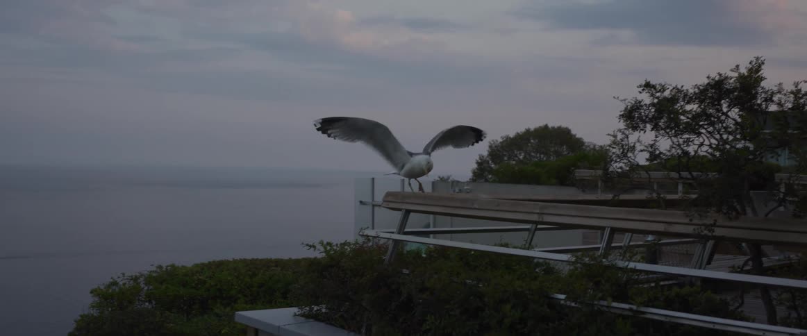A seagull flies in slow motion against a dusky sky, landing on a coastal rooftop overlooking the ocean