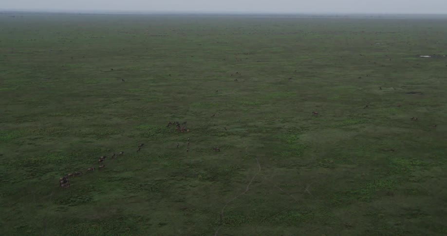 View from above of a large field with things moving below