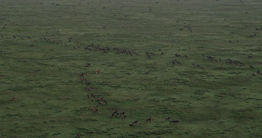 A large herd of animals graze