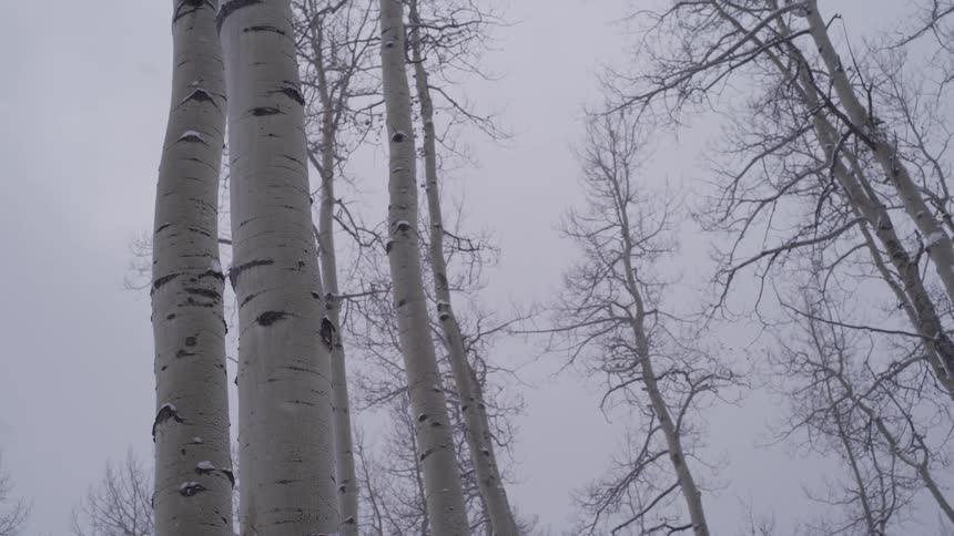 A low-angle view of snow falling gently through bare aspen trees against an overcast winter sky