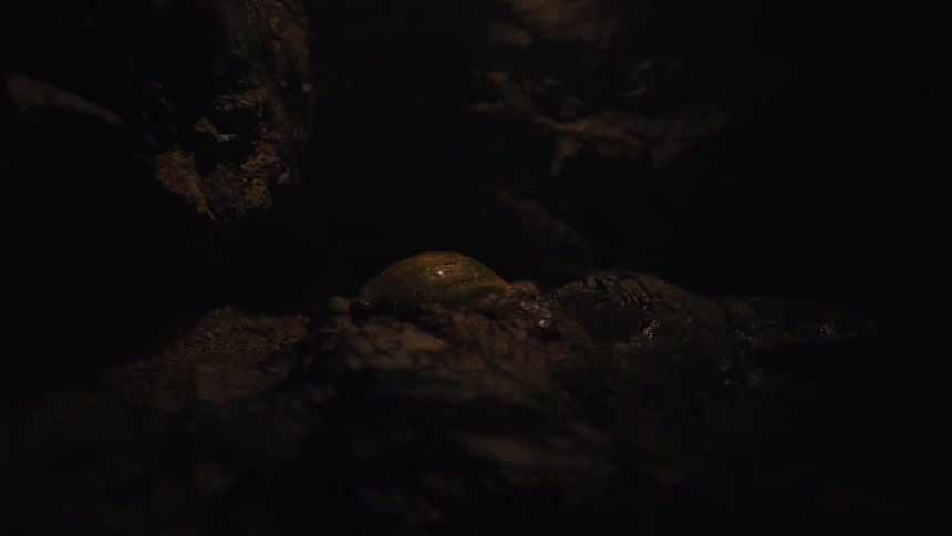 A mysterious creature's egg is slowly revealed in a dark, wet nest