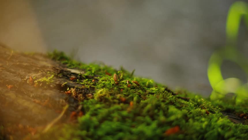 A macro shot of vibrant green moss on a log with ethereal sunbeams and gentle fog drifting by