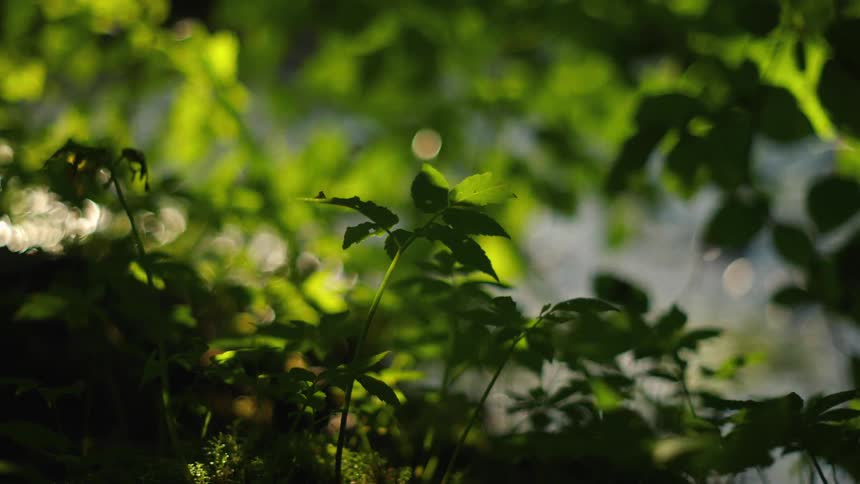 A serene view of silhouetted plants with a sparkling, sunlit river in the background