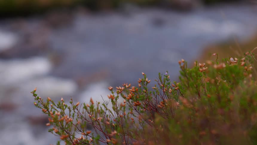 A serene close-up of wild heather on a riverbank with water flowing gently in the soft-focus background