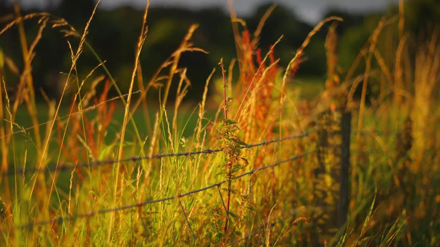 A rustic barbed-wire fence stands amidst tall wild grasses glowing in the warm light of golden hour