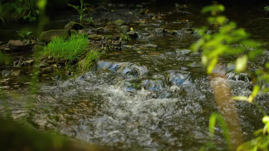 A tranquil forest stream ripples over a rocky bed, surrounded by vibrant green foliage