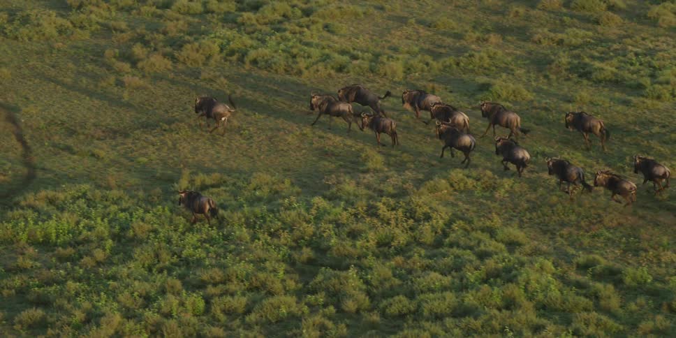 Overhead view of cattle marching across the plains