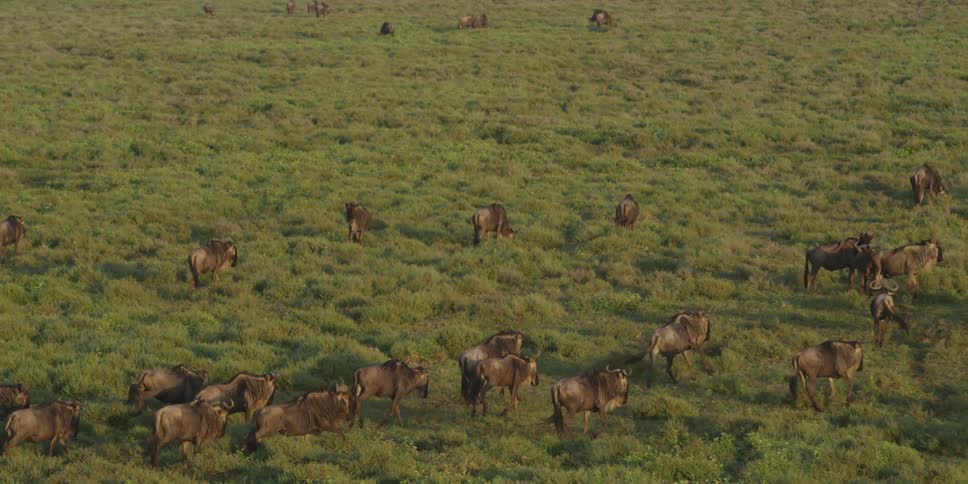 A herd of animals run past others standing around a field