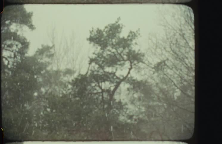 Authentic vintage footage captures snow gently falling over a forest of evergreen and bare trees on an overcast day
