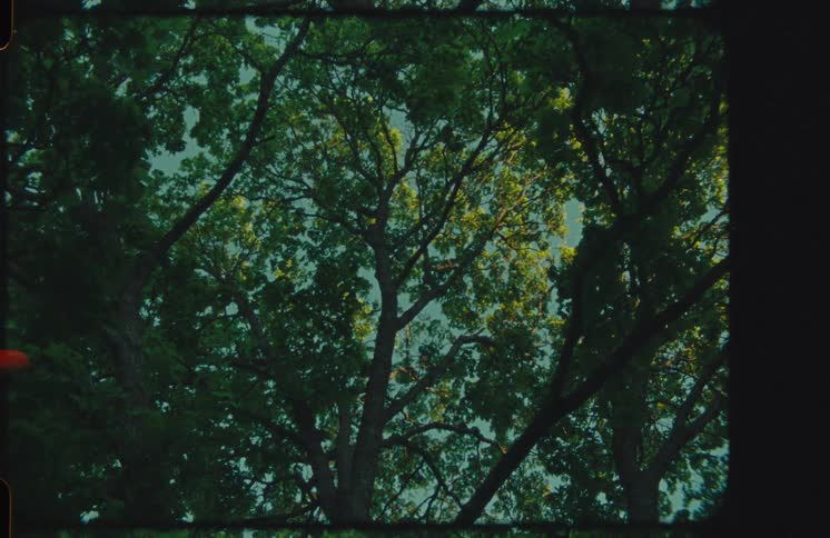 A low-angle shot of a lush green tree canopy captured on super 8mm film with vintage light leaks and film burns