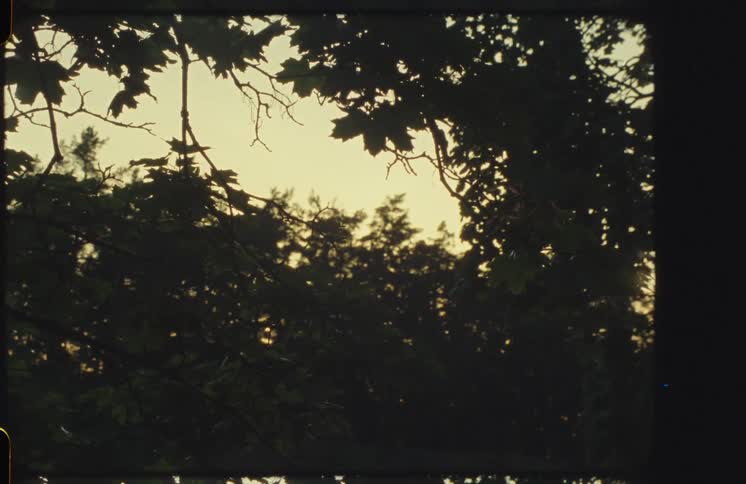 A peaceful view of the sky at dusk through silhouetted tree branches with a vintage film aesthetic