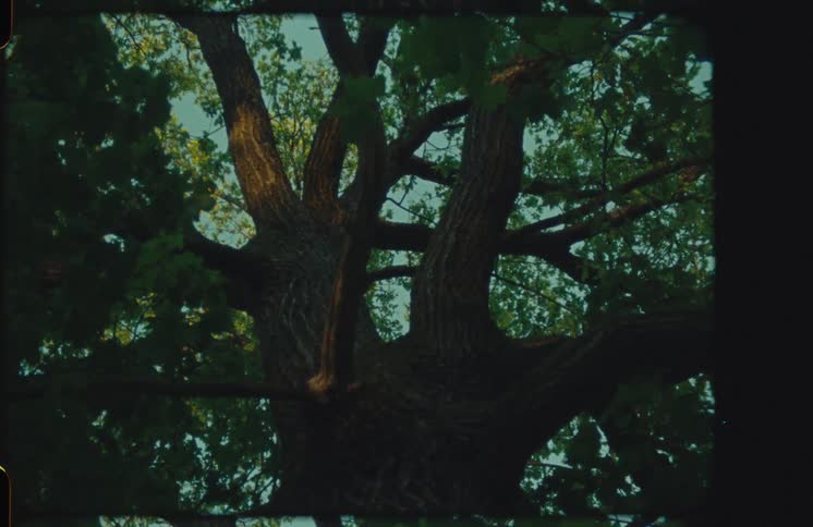 A vintage, low-angle shot captures the majestic trunk and sprawling branches of an old, leafy tree