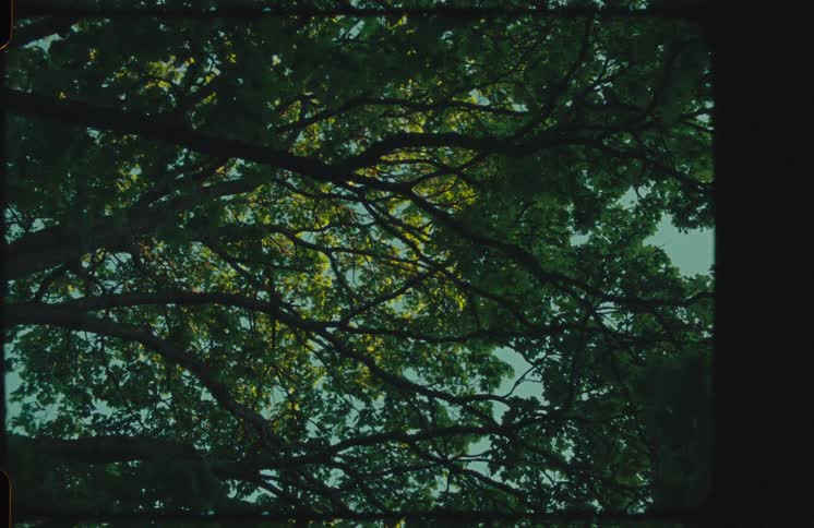 An authentic 8mm film shot looks up at the lush green canopy of a large tree gently swaying in the wind