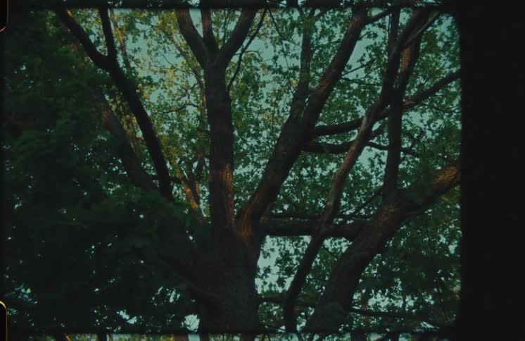 Vintage Super 8 film style shot looking up at a majestic tree with sprawling branches and green leaves swaying in the breeze