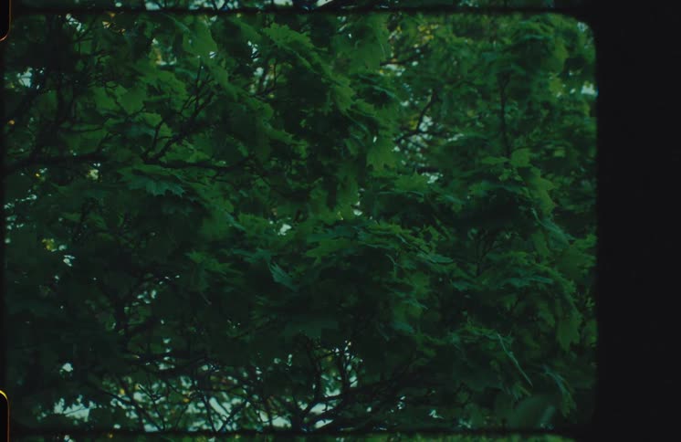 Vintage 8mm film captures a static shot of lush, green tree leaves gently moving in the breeze