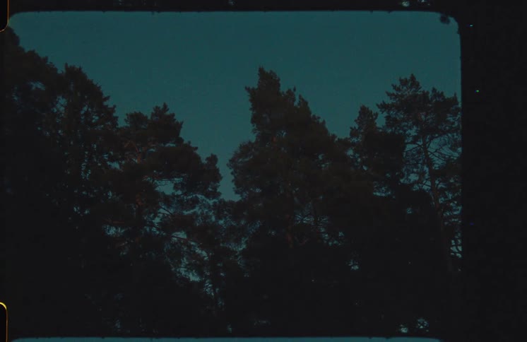 Silhouetted pine trees stand against a dark twilight sky in this vintage 8mm film scan