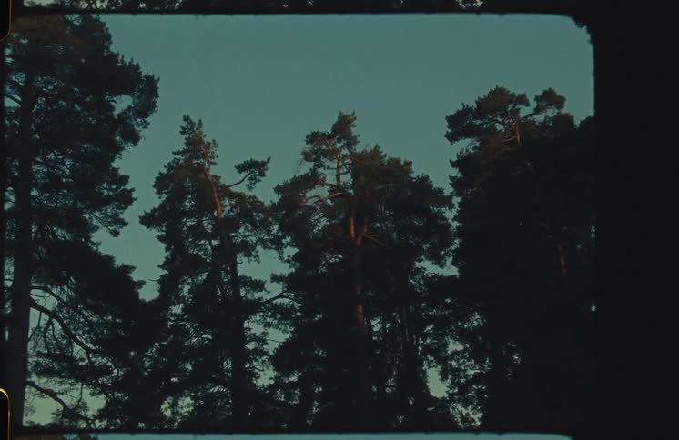 An old film look captures tall pine trees silhouetted against the dark evening sky