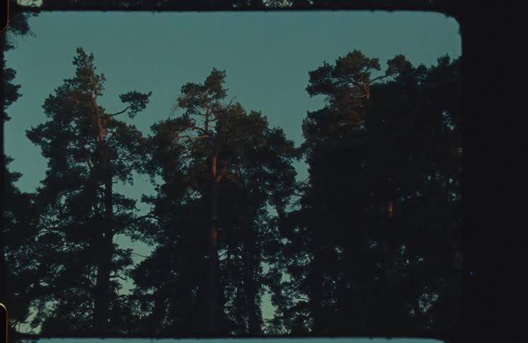 An authentic Super 8mm film shot of tall pine trees silhouetted against a dusky teal sky