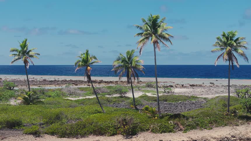 A serene tropical landscape features tall palm trees swaying in the breeze on a rugged coastline with the deep blue ocean in the background