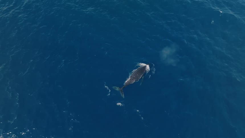Aerial top-down view of a majestic humpback whale surfacing to breathe and spout water before diving deep into the vast blue ocean