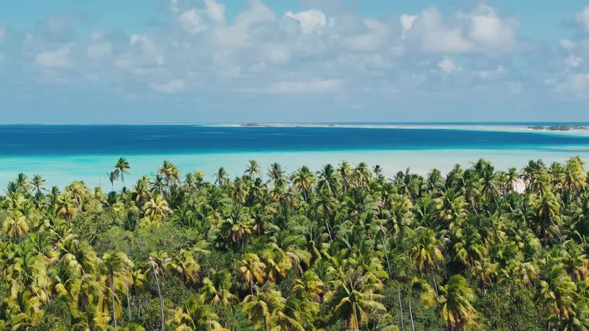 A serene, wide shot of a dense green palm tree forest on a tropical island, with a vibrant blue and turquoise ocean under a partly cloudy sky