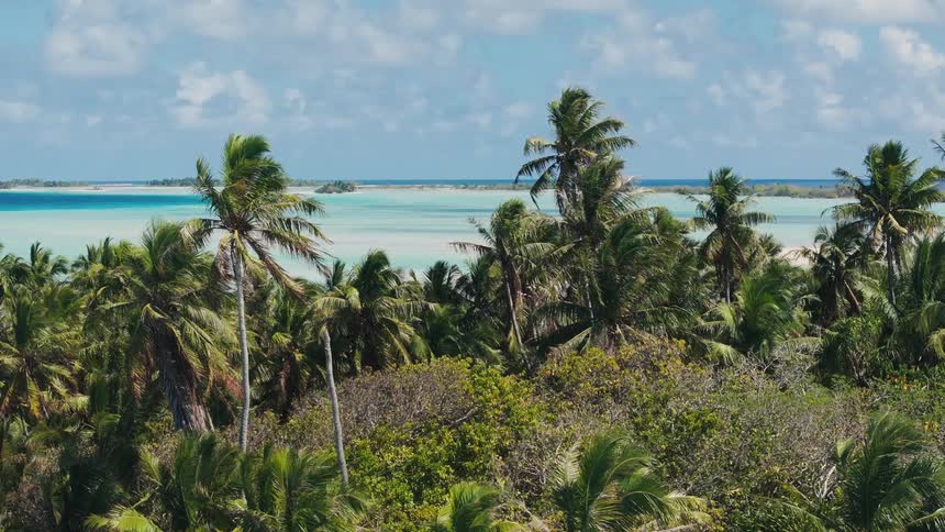 Tall green palm trees on a tropical atoll sway gently in the wind, with a stunning turquoise lagoon and white sand beach in the background