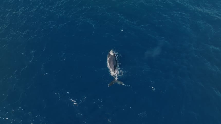 An aerial top-down view shows a majestic humpback whale spouting water before gracefully diving deep into the blue ocean
