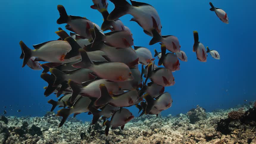 A dense school of Redtail Butterflyfish congregates and hovers gracefully over a coral seabed in the deep blue ocean