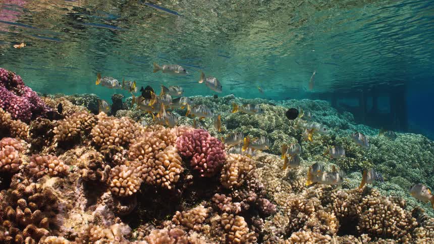 Schools of tropical fish gracefully swim over a vibrant and colorful coral reef under the shimmering water surface
