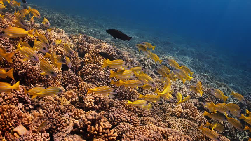 A vibrant school of yellow bluestripe snapper fish swims peacefully over a sprawling coral reef in the deep blue ocean