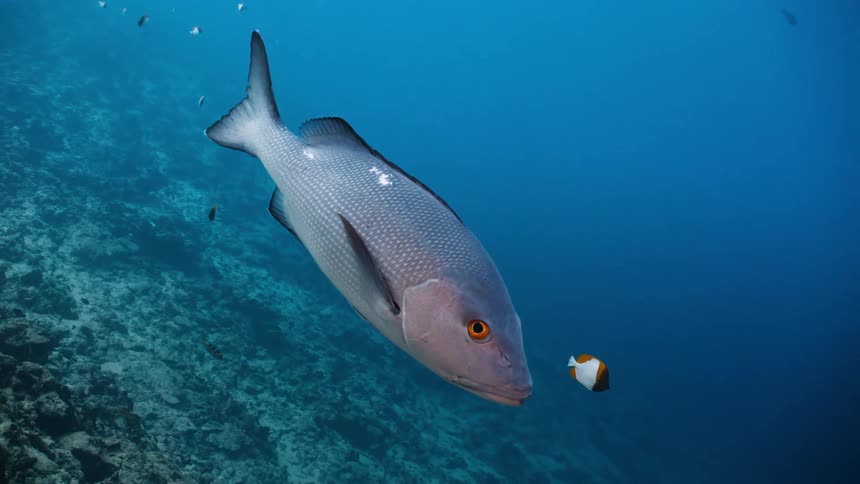 Cinemagraph of a large silver snapper fish floating majestically still in the deep blue tropical ocean