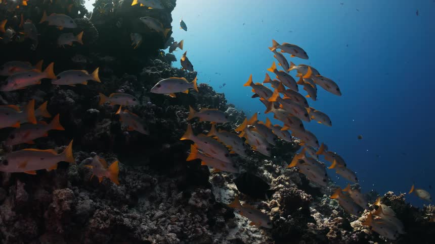 A school of yellow-finned snapper fish swim peacefully over a dark coral reef in the deep blue ocean with sunlight shining from above