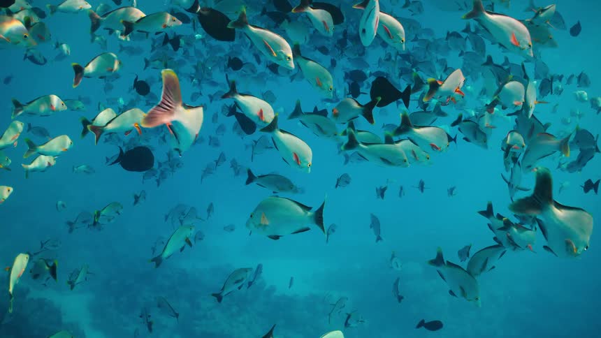 An incredible underwater view shows a huge school of diverse tropical fish swimming peacefully in the clear blue ocean