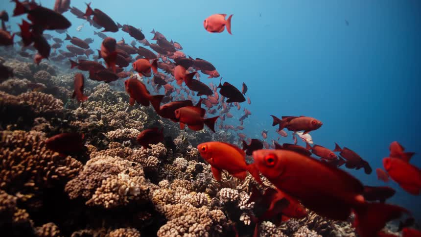 A large school of vibrant red bigeye fish hovers peacefully over a healthy coral reef in the clear, deep blue ocean