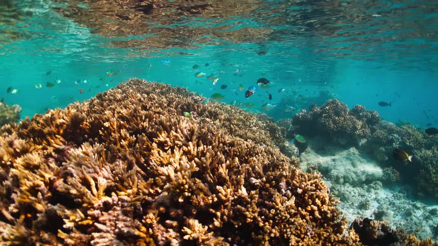 A static underwater shot captures a vibrant coral reef teeming with schools of colorful tropical fish in clear, shallow turquoise water