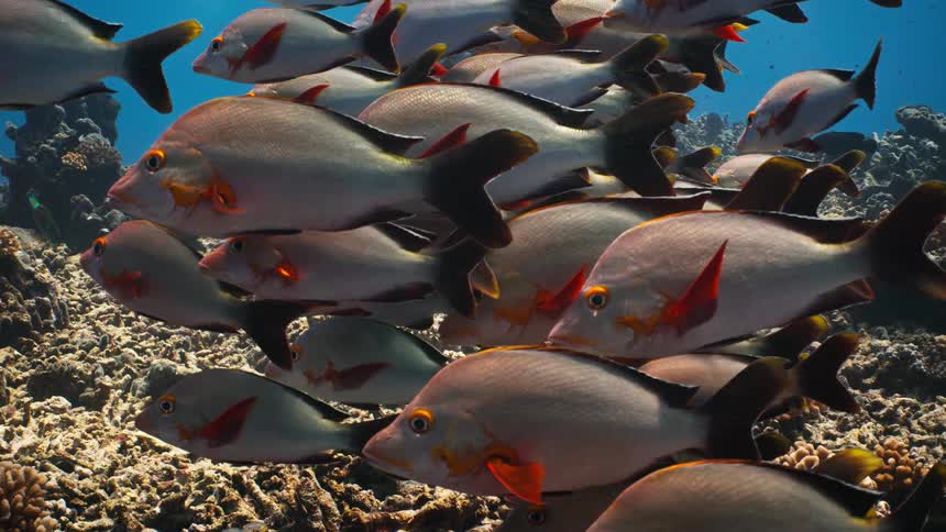 A dense school of Paddletail Snapper fish hovers peacefully over a vibrant coral reef in the clear blue ocean