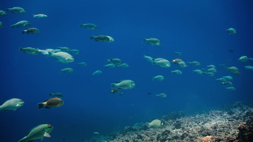 A serene underwater view shows a large school of parrotfish swimming slowly in the vast blue ocean over a coral reef