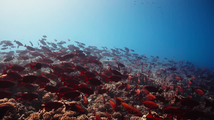 A massive school of vibrant red fish drifts peacefully over a healthy coral reef in the deep blue sea
