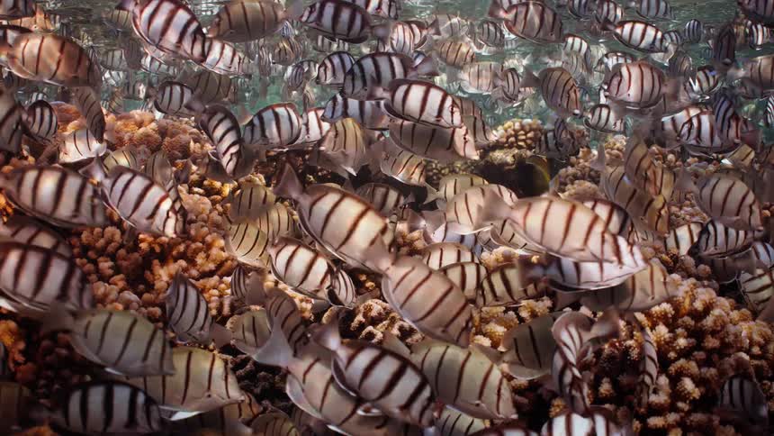 A massive school of striped convict tangs swarms over a shallow coral reef in clear tropical water