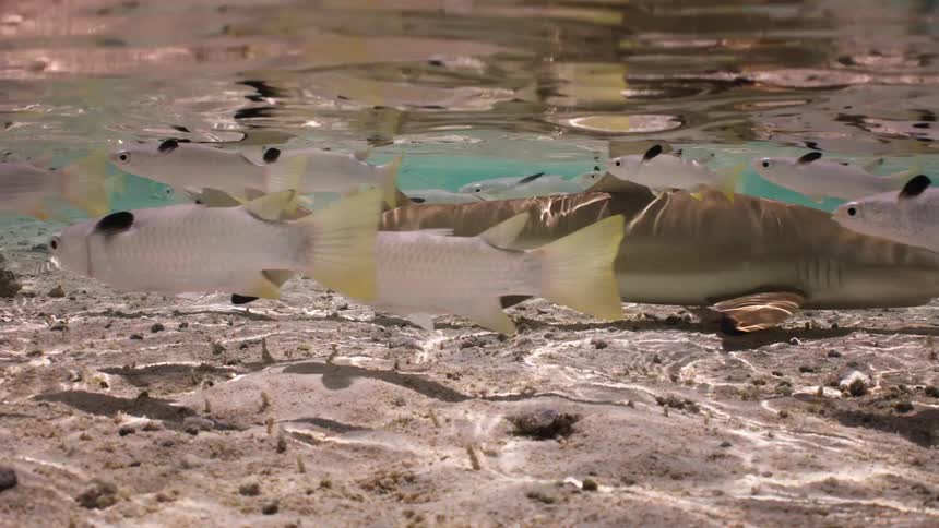 A juvenile blacktip reef shark glides through a school of fish in the shallow, sunlit waters of a tropical sea