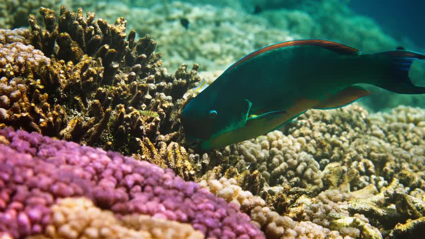 A vibrant green parrotfish rests peacefully on a colorful coral reef, surrounded by other small tropical fish