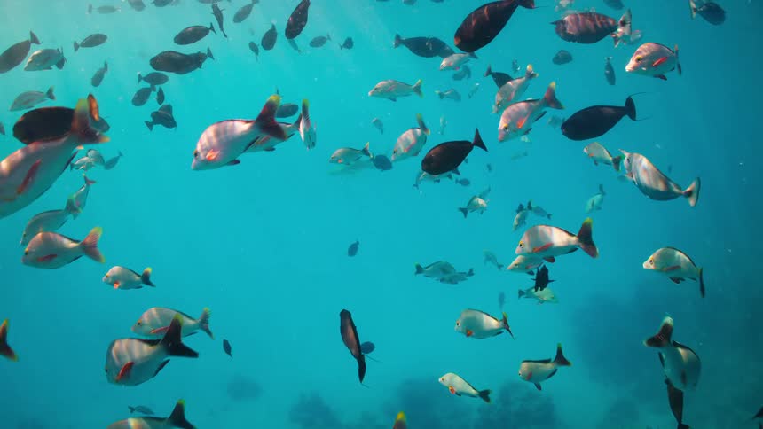A massive school of colorful tropical fish swims peacefully in the clear turquoise ocean as a reef shark passes by in the background