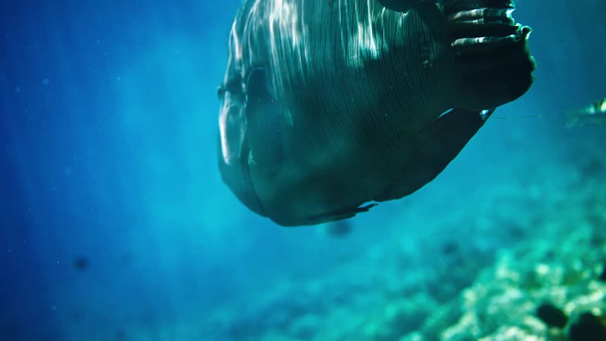 Underside view of a giant Napoleon wrasse swimming slowly in the deep blue tropical sea