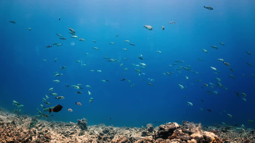 Schools of fish swim peacefully in the deep blue sea over a rocky ocean floor