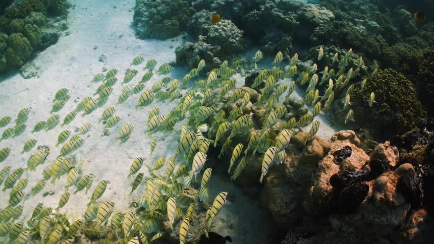 An immense school of vibrant yellow and black striped convict tangs gracefully navigates a sandy ocean floor to feed on a bustling coral reef