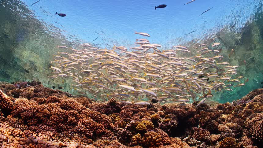 A serene underwater view shows a large school of yellowtail goatfish swimming in unison above a vibrant coral reef in shallow, sunlit turquoise waters