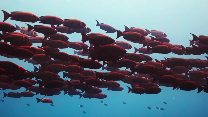 A large school of silhouetted red fish swims gracefully in the deep blue sea