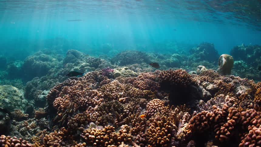 A serene underwater scene captures a vibrant coral reef with tropical fish swimming in clear blue water as sun rays beam down from the surface